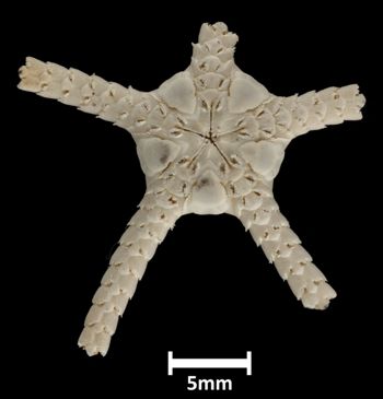 Media type: image;   Invertebrate Zoology OPH-745 Description: Bottom up view of single ophiuroid specimen with a scale bar.;  Aspect: ventral